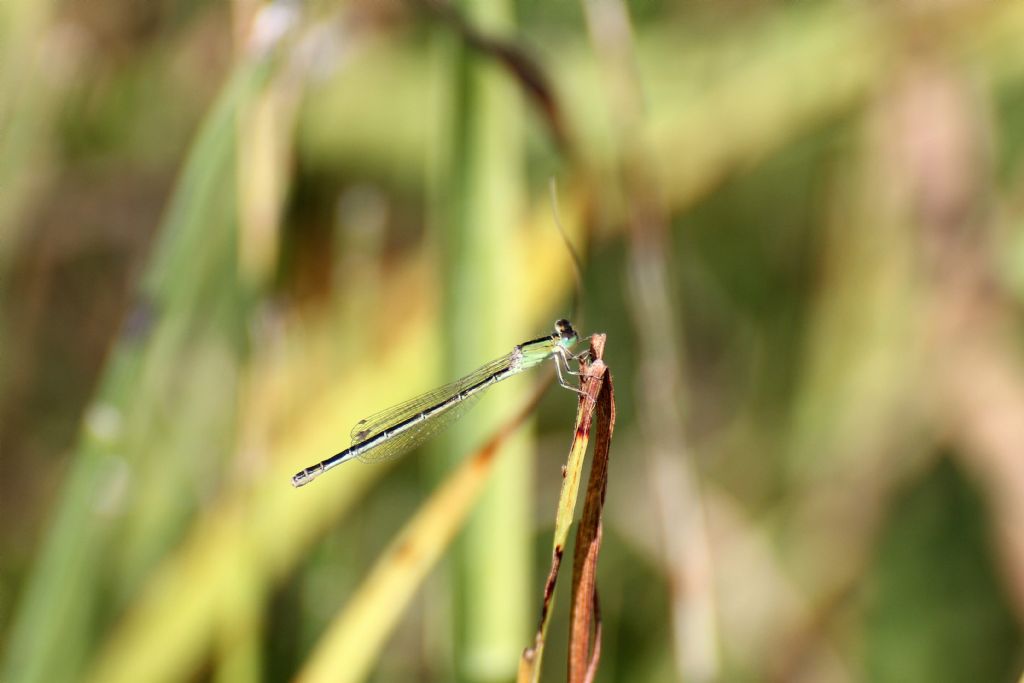 Ischnura pumilio femmina